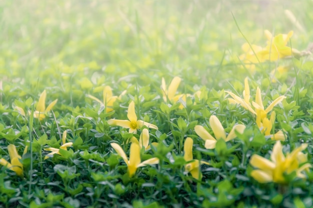 Frühlings- oder Sommerhintergrund, sonniger Tag mit Blumen und Gras