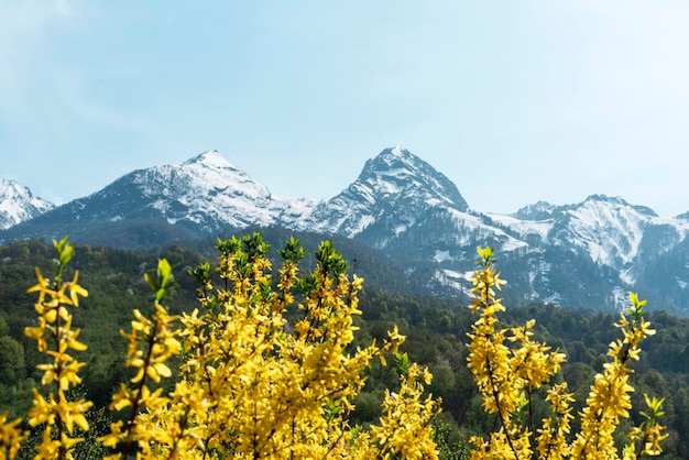 Frühlings- oder Sommerlandschaft mit gelben Forsythia-Blumen gegen schneebedeckte Berggipfel