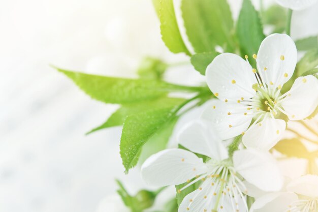 Frühlings-Ostern-Hintergrund: Weiße Apfel- oder Kirschblüte auf weißem hölzernen Hintergrund blüht. Glücklicher Ostern-Huntergrund: Weltumwelt-Tag: Ostern-Geburtstag: Frauen-Tag-Feiertag.