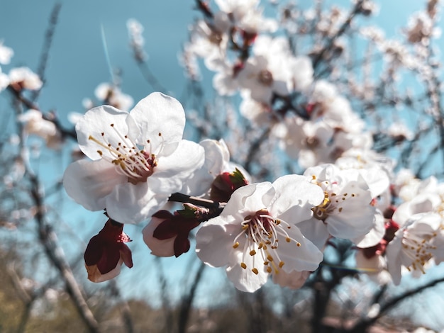 Frühlings-Sakura-Blüte. Schöner natürlicher Hintergrund. Fotografie von Blumen.