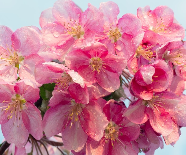 Frühlings-Sakura-Blütenblumenzweig