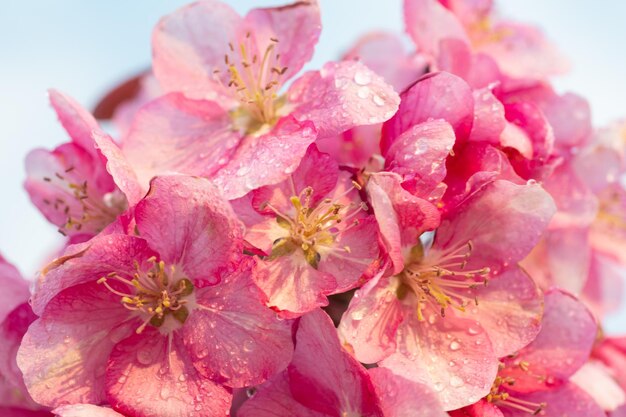 Frühlings-Sakura-Blütenblumenzweig