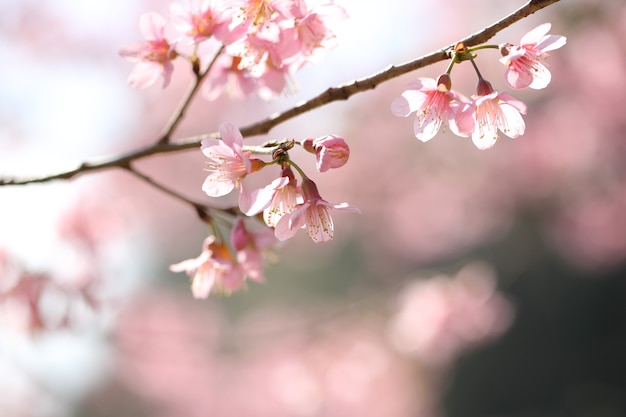 Frühlings-Sakura-Rosa-Blume in Nahaufnahme