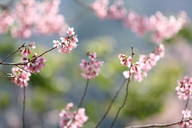 Frühlings-Sakura-Rosa-Blume in Nahaufnahme