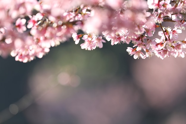 Frühlings-Sakura-Rosa-Blume in Nahaufnahme