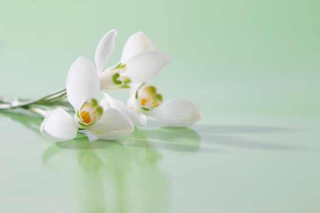 Frühlings-Schneeglöckchen-Blume Weicher Fokus