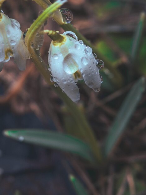 Frühlings-Schneeglöckchen-Blumen mit Wassertropfen im Frühlingsgartenmakro