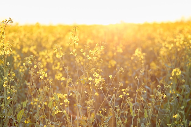 Frühlings-sonniges Rapsfeld bei Sonnenuntergang Bio-Pflanze Natürlicher Hintergrund Bokeh im Vordergrund Hauptsächlich wegen seines ölreichen Samens angebaut, der von Natur aus beträchtliche Mengen an Erucasäure enthält