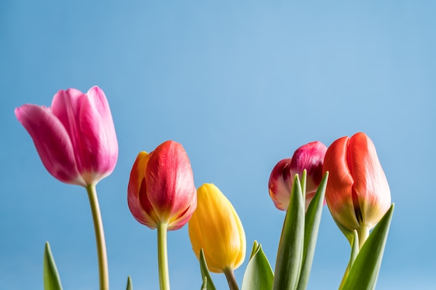 Frühlings-Tulpenblumenstrauß über blauem hellem Farbhintergrund