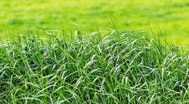 Frühlings- und Sommerhintergrund mit grünem Gras auf der Wiese