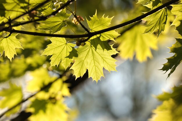 Frühlingsahornblätter auf einem Zweig im Wald