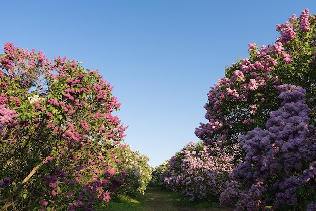 Frühlingsansicht des Botanischen Gartens