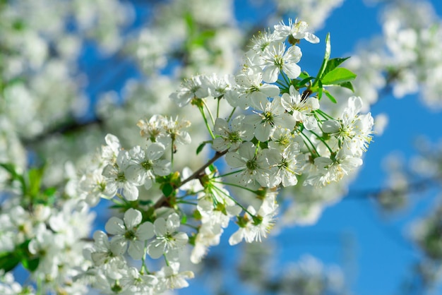 Frühlingsapfelbaumblumen blühen Blüte Nahaufnahme.