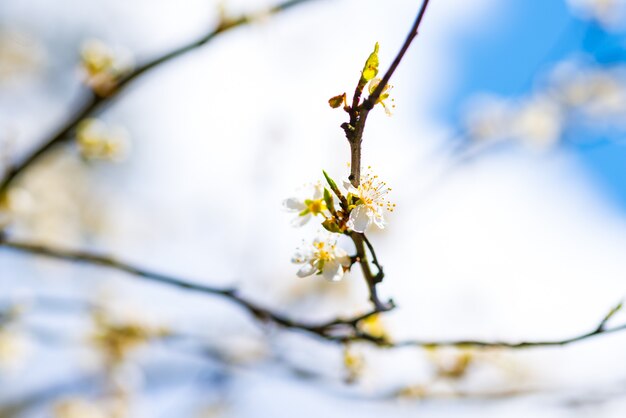 Frühlingsapfelkirschbaum mit weißen Blumen, blauer Himmel