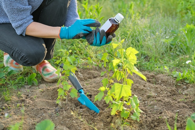 Frühlingsarbeit im Garten, Flasche chemischer Dünger, Fungizid in der Hand der Gärtnerin