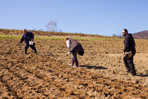 Frühlingsarbeiten auf einem Bauernhof Familie arbeitet an ihrem Land, das Kartoffeln pflanzt Familienbauernhof-Konzept