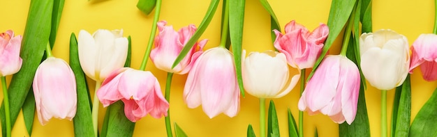 Frühlingsbanner aus rosa und weißen Tulpen auf gelbem Hintergrund