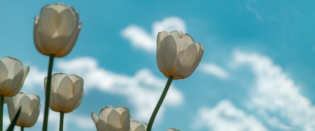 Frühlingsbanner, Blütenhintergrund. Weißes Feld der Tulpen. Tulpenblumen, die in einem Tulpenfeld blühen.