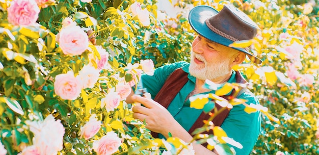 Frühlingsbanner des alten Mannes im Garten, der Rosen schneidet, älterer Gärtner mit Frühlingsblumen, Großvater wor