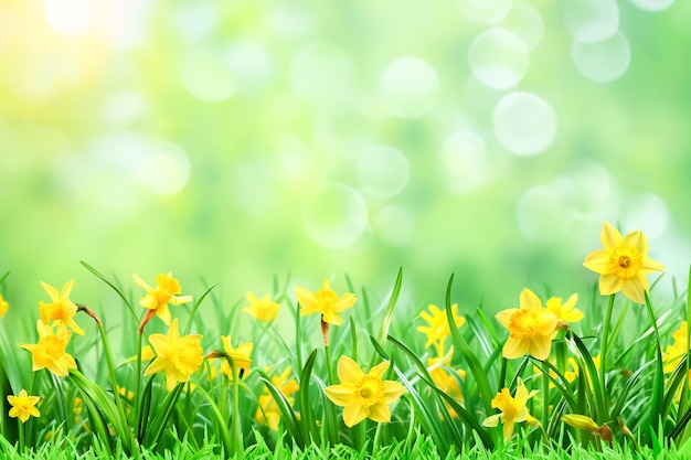 Frühlingsbanner mit frischem grünem Gras und Blumen in der Natur verschwommener Hintergrundraum für Text