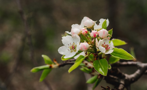 Foto frühlingsbanner, zweige des blühenden birnbaums. zarte weiße und rosa blütenknospen.