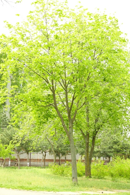 Frühlingsbaum im Park draußen