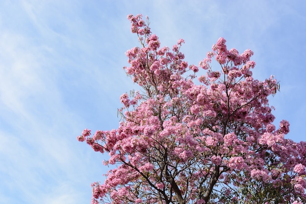 Frühlingsbaum mit rosa Blüten Blumen eines Frühlingsbaums Handroanthus sp
