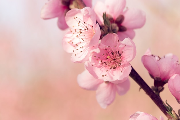 Frühlingsbaum mit rosa Blumen