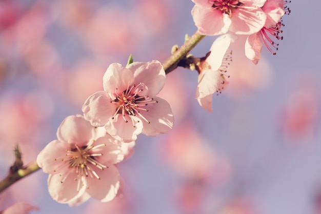 Frühlingsbaum mit rosa Blumen