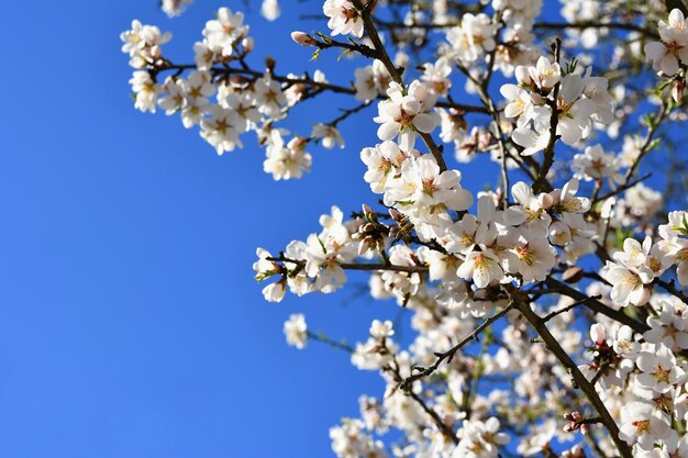 Frühlingsbaum Schöne blühende Mandel