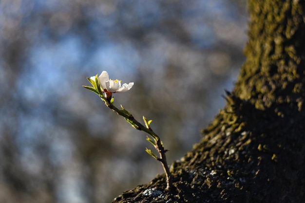 Frühlingsbaum Schöne blühende Mandel