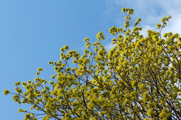 Frühlingsbaumzweig auf blauem Himmel