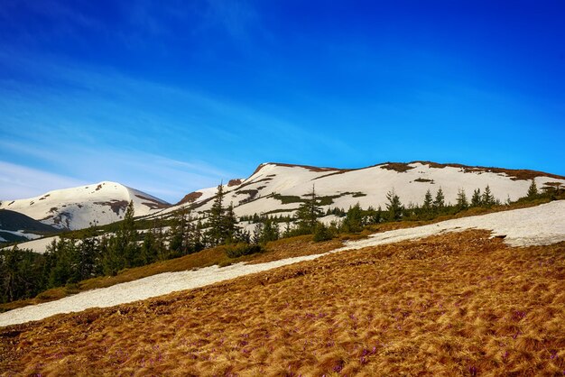 Frühlingsberglandschaft mit Schnee und Tannenwald Dramatische Wolken liegen am Horizont und die Sonne scheint Natürlicher Outdoor-Reisehintergrund im Retro-Hipster-Stil