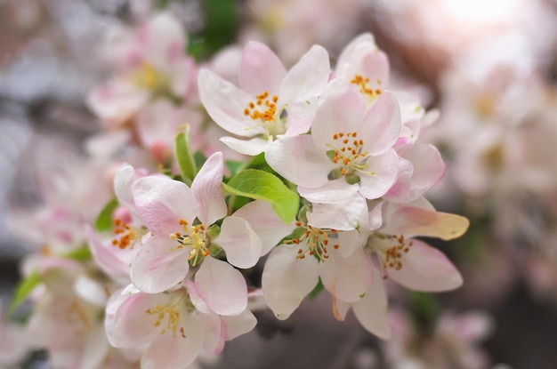 Frühlingsblatt des Apfelbaums. Naturzusammensetzung.