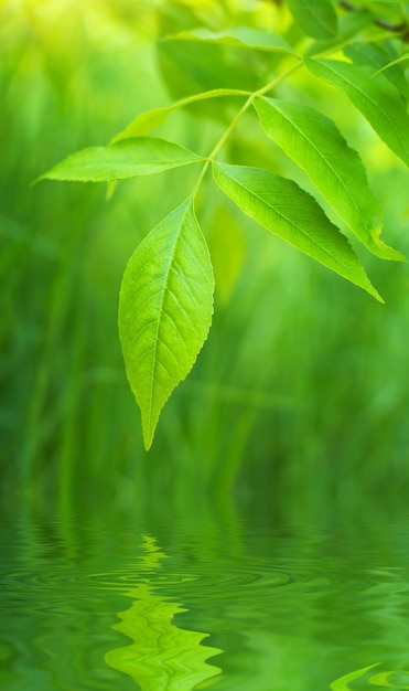 Frühlingsblatt. Zusammensetzung der Natur.