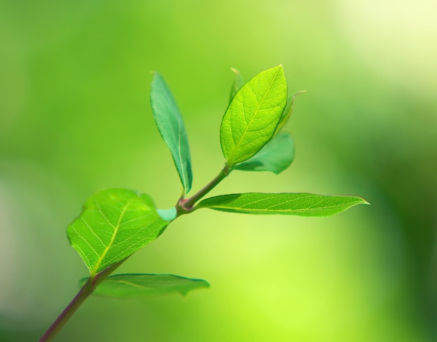 Frühlingsblatt Zusammensetzung der Natur