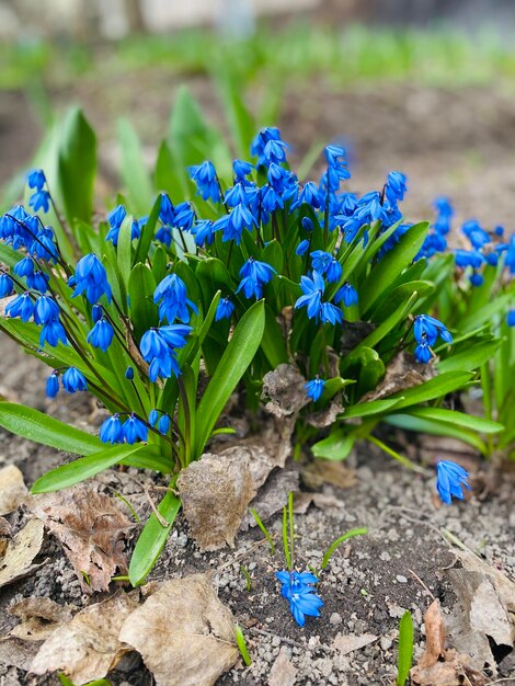 Frühlingsblaue Blumen im Hof