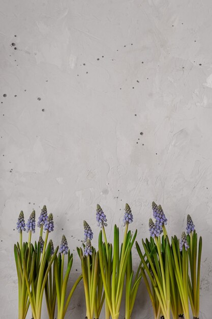 Frühlingsblaue Muscari blüht auf rustikalem grauem Hintergrund. Speicherplatz kopieren