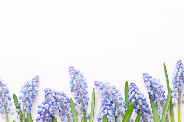 Frühlingsblaue Muscari-Blüten. Muscari blüht auf rosa Pastellhintergrund.