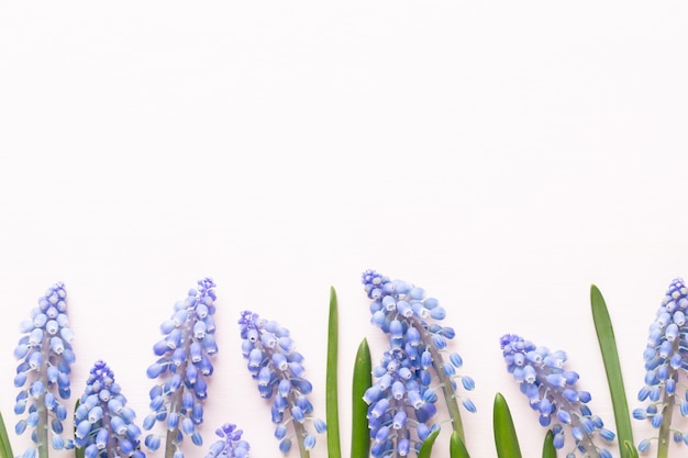 Frühlingsblaue Muscari-Blüten. Muscari blüht auf rosa Pastellhintergrund.