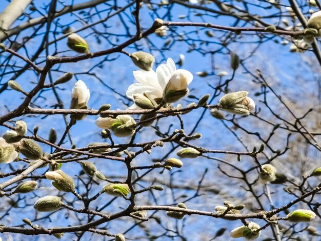 Frühlingsblauer Himmel und weiße Magnolia Kobus Blüten