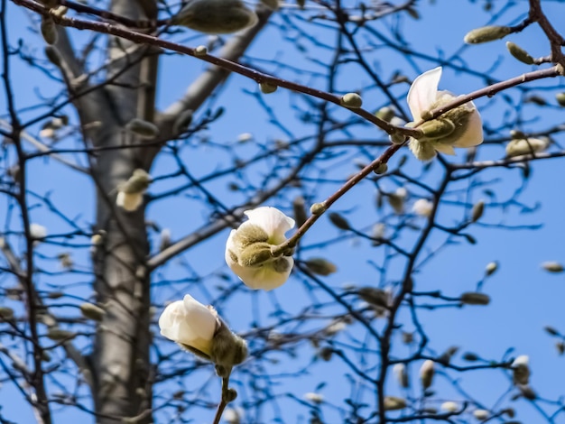 Frühlingsblauer Himmel und weiße Magnolia Kobus Blüten