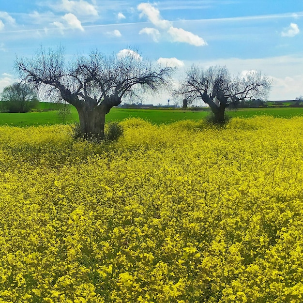 Frühlingsblick auf ein Feld gelber Blumen mit zwei Olivenbäumen und einem blauen Himmel mit Wolken.