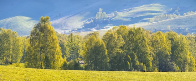 Frühlingsblick, Wald auf einem Berghang im Morgenlicht