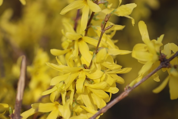 Frühlingsblühen von Blumen auf einem Baum gelber Blumenstrauch mit leuchtend gelben Blüten