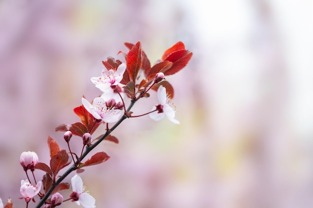 Frühlingsblühende Bäume mit weißen rosa Blumen im Garten Frühlingshintergrund