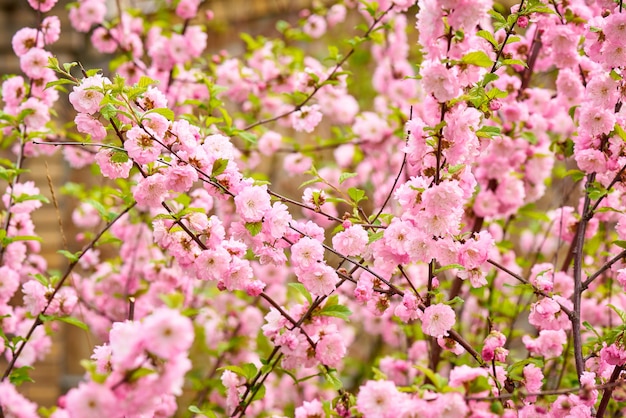 Frühlingsblühende Buschrosa Blumen. Blühender Frühlingsbusch.