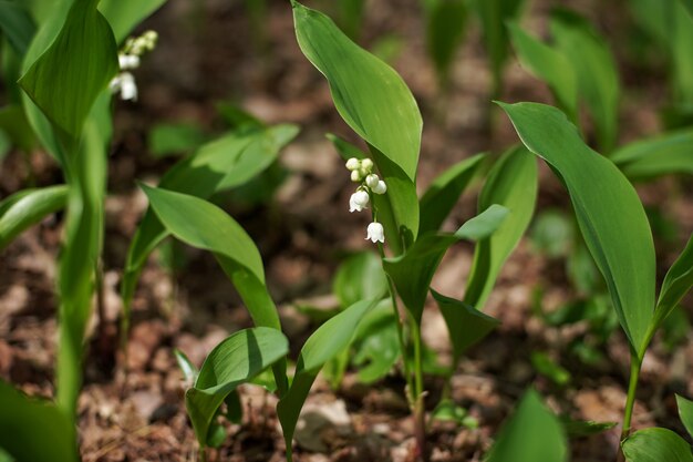 Frühlingsblühende Maiglöckchengrüngras