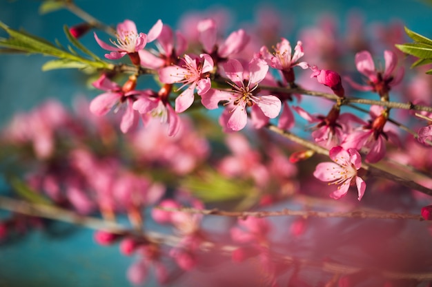 Frühlingsblühende Zweige, rosa Blüten auf einem Blau