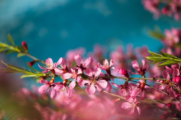 Frühlingsblühende Zweige, rosa Blüten